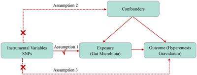 Causal association between gut microbiota and hyperemesis gravidarum: a two-sample Mendelian randomization study